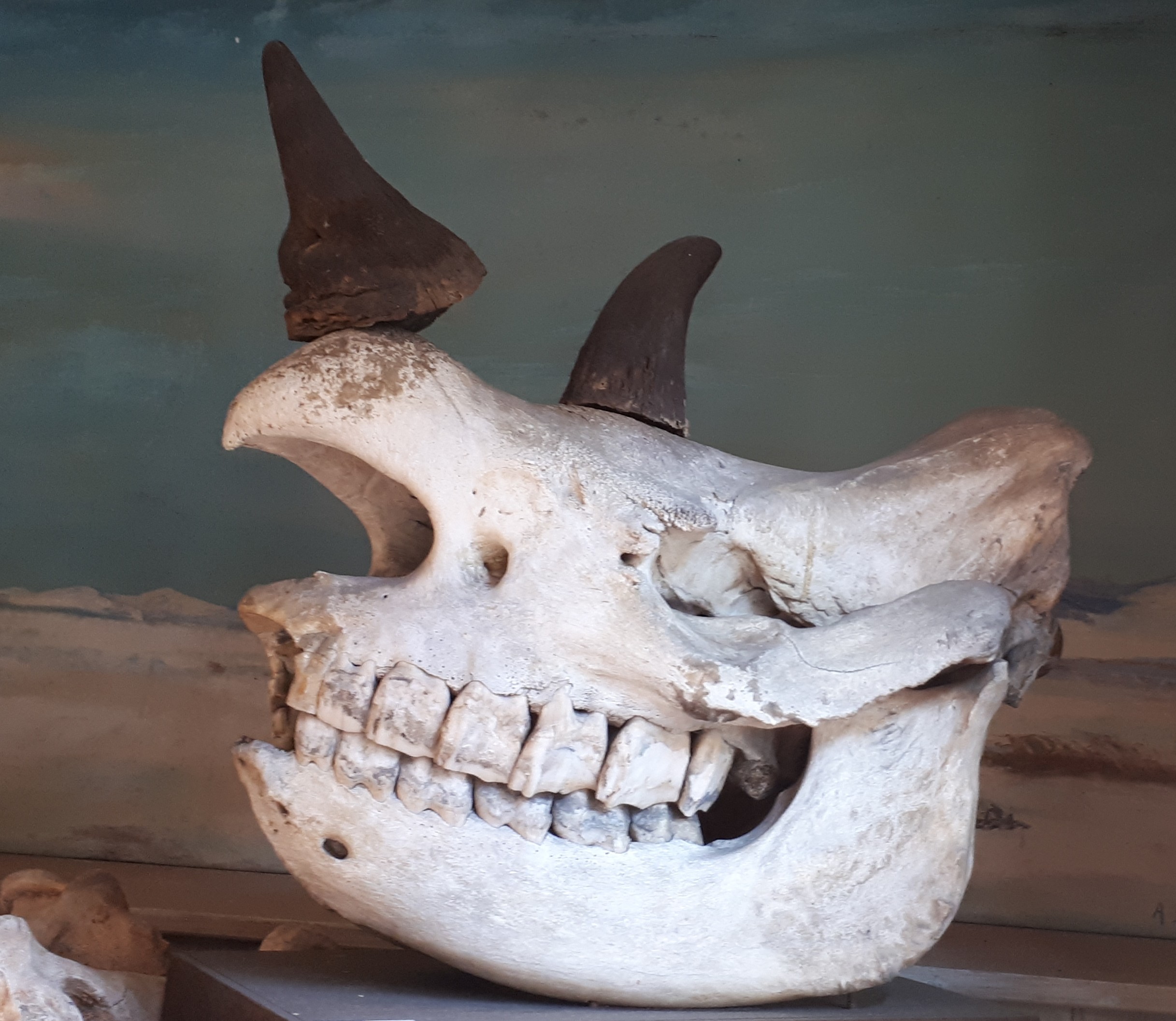 Schädel eines Nashorns (Spengler-Museum CC BY-NC-SA)