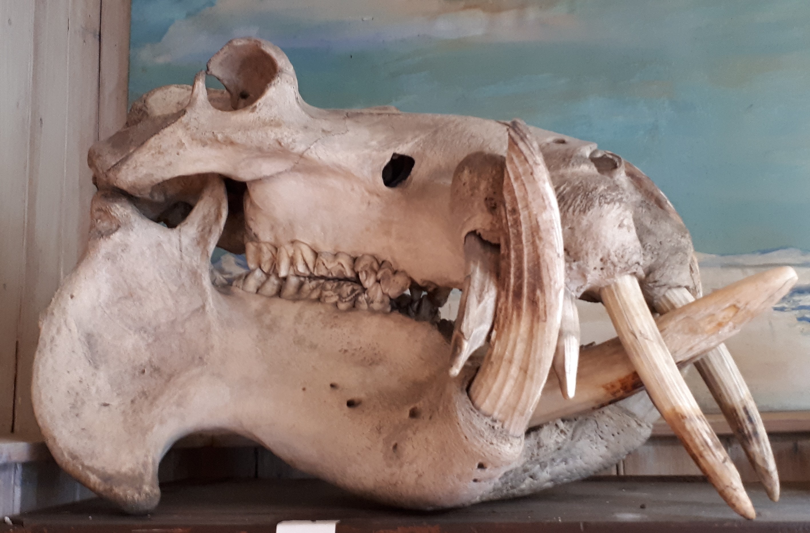 Schädel eines Flusspferdes (Spengler-Museum CC BY-NC-SA)