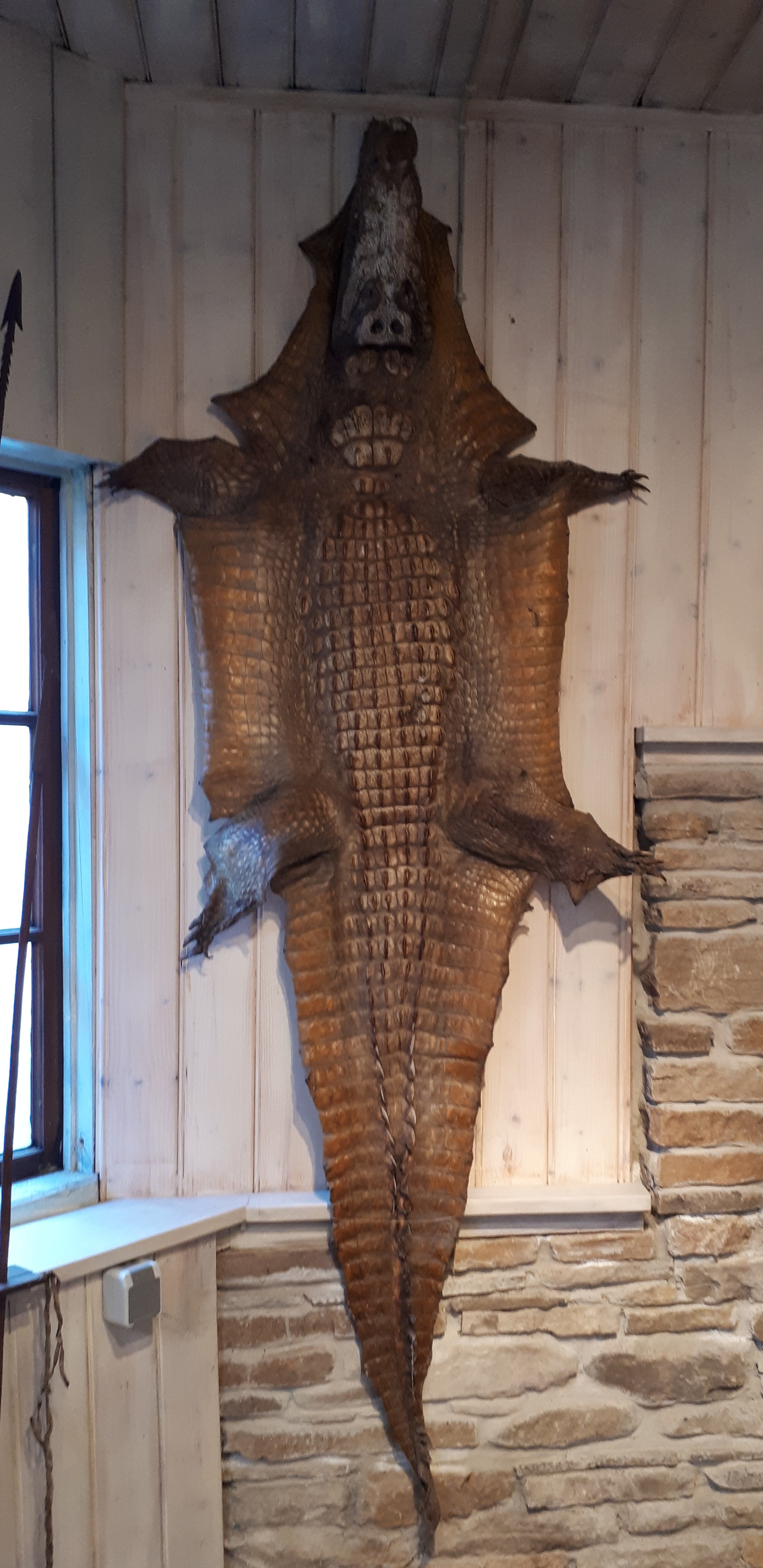 Haut eines Krokodils (Spengler-Museum CC BY-NC-SA)