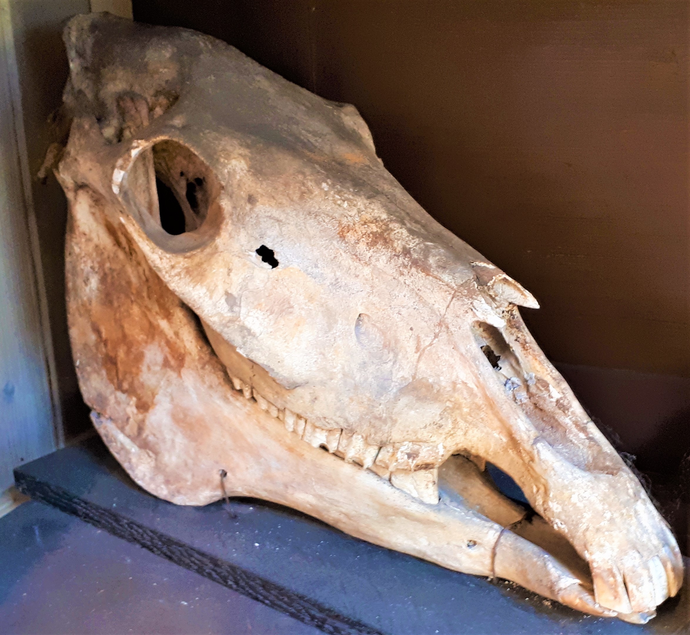 Schädel eines Pferds (Spengler-Museum CC BY-NC-SA)