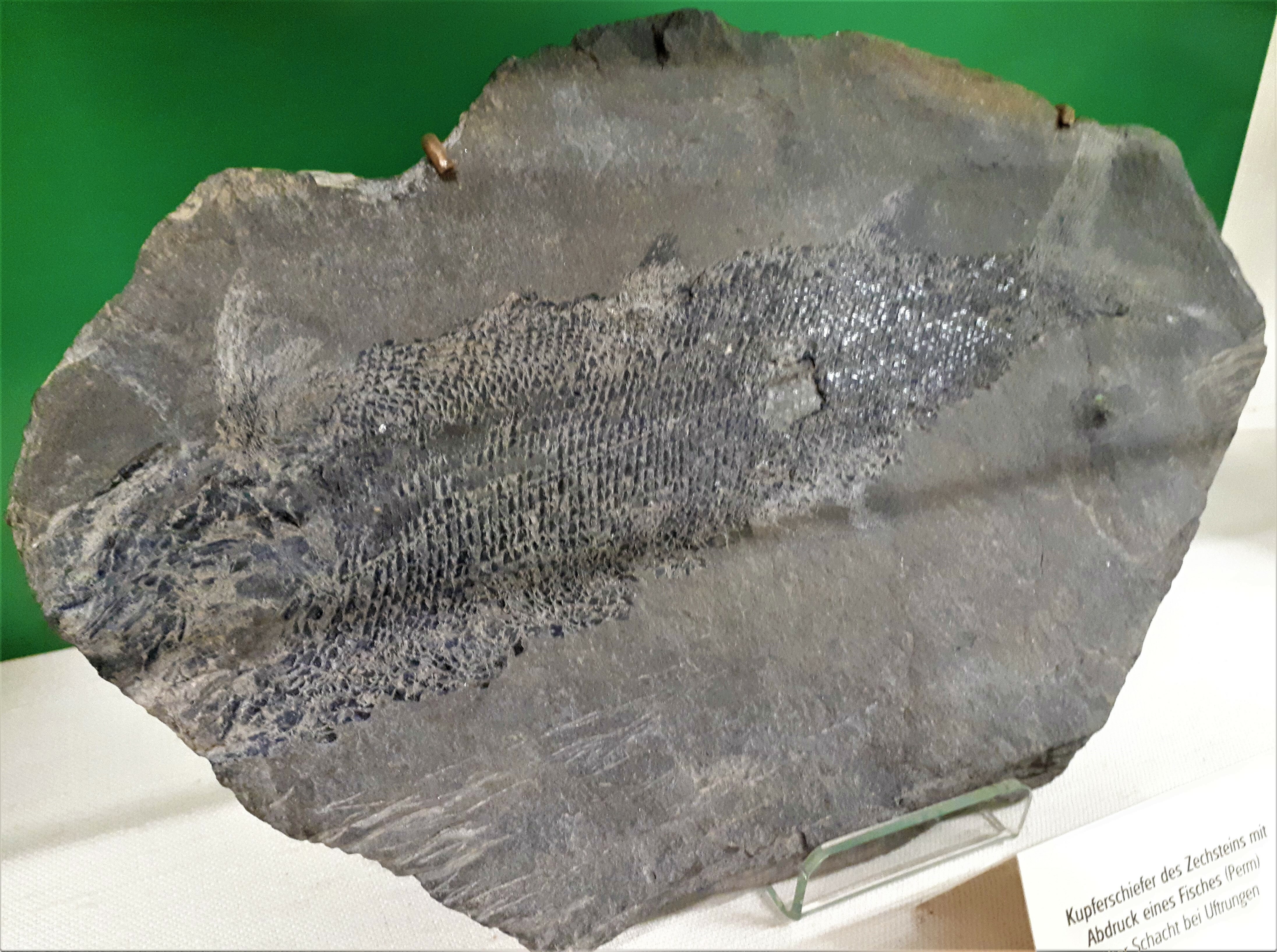 Kupferschiefer des Zechsteins mit Fischabdruck (Spengler-Museum CC BY-NC-SA)