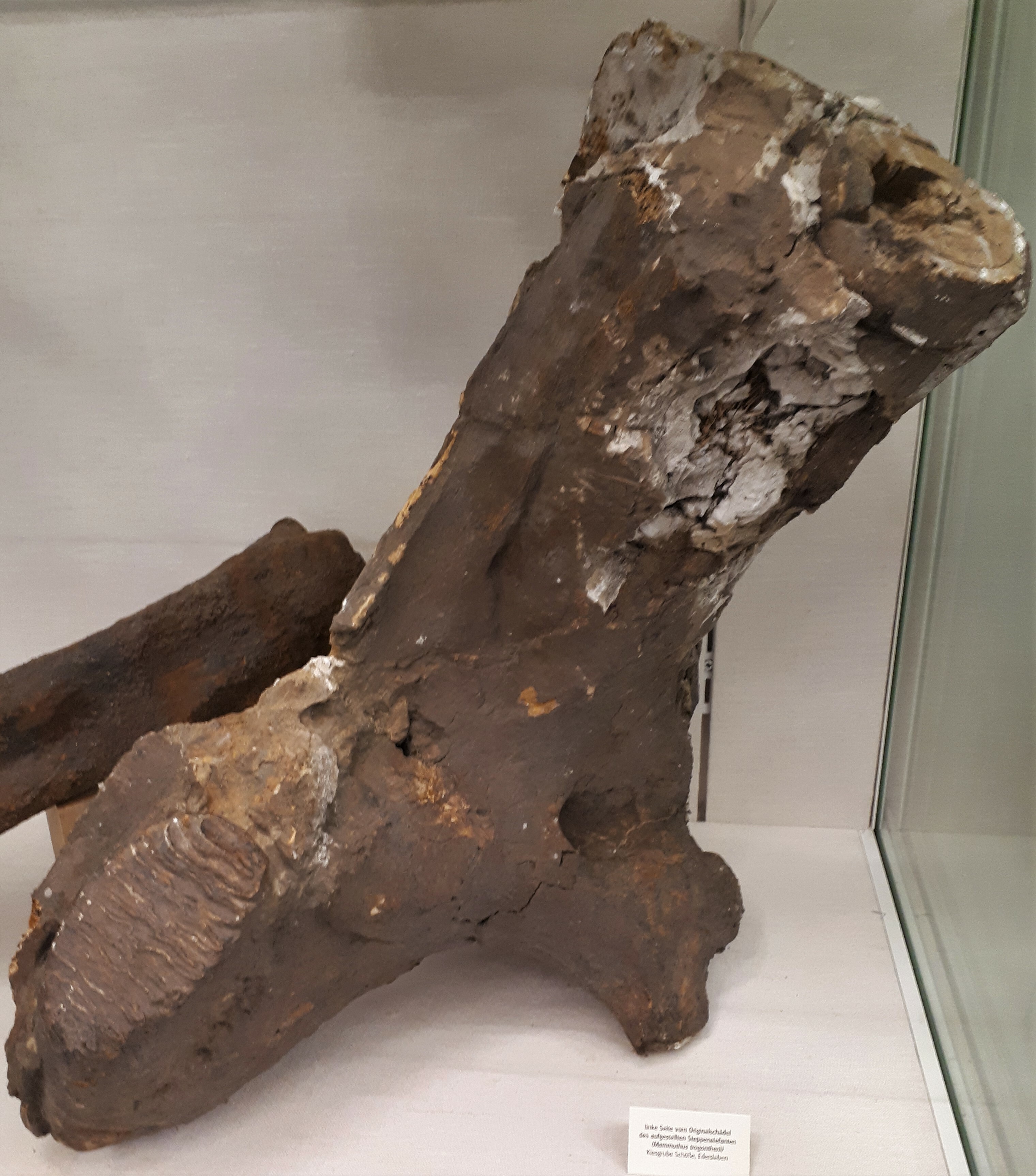 Mammutschädel (Spengler-Museum CC BY-NC-SA)