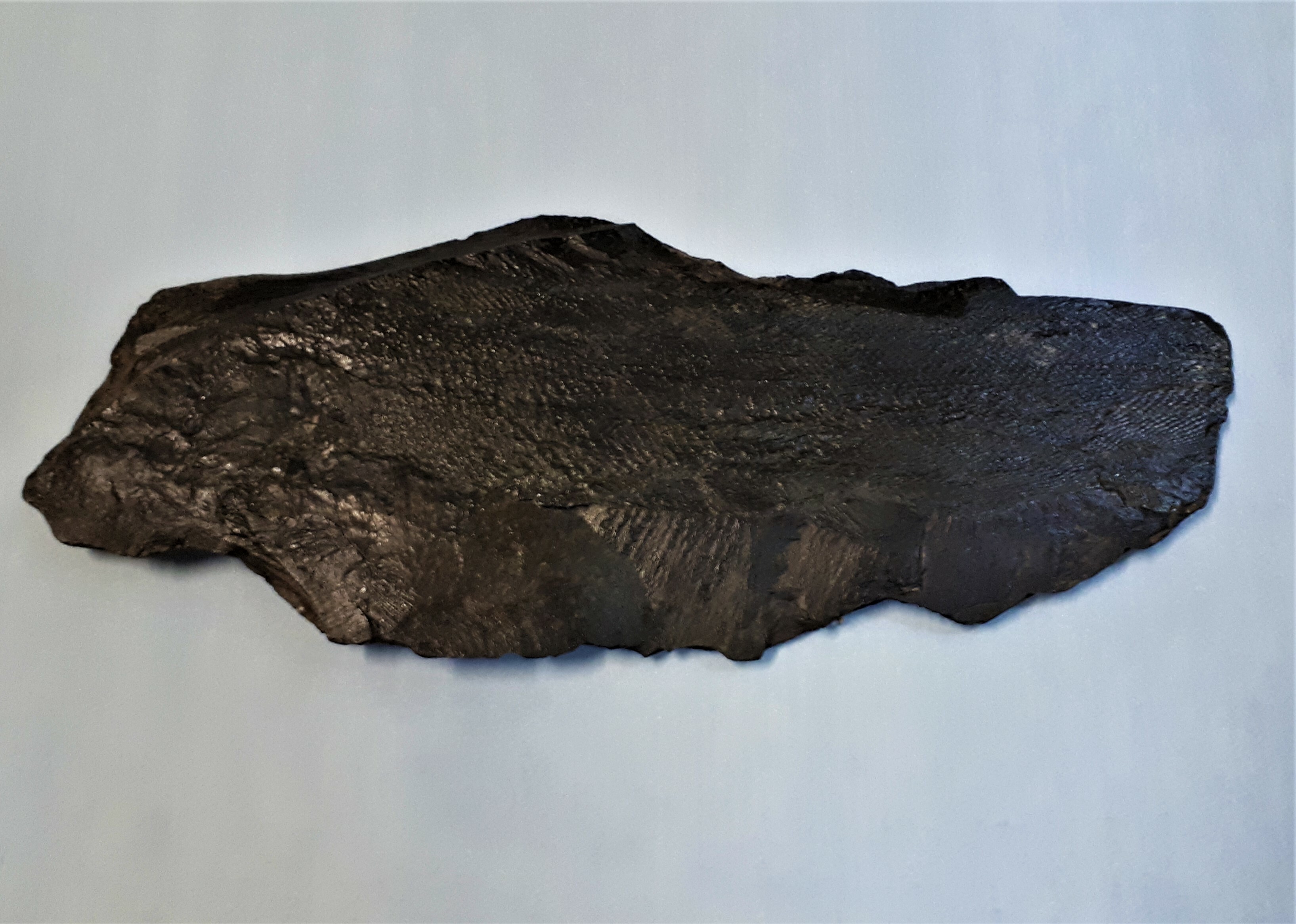Fischabdruck im Kupferschiefer (Spengler-Museum CC BY-NC-SA)