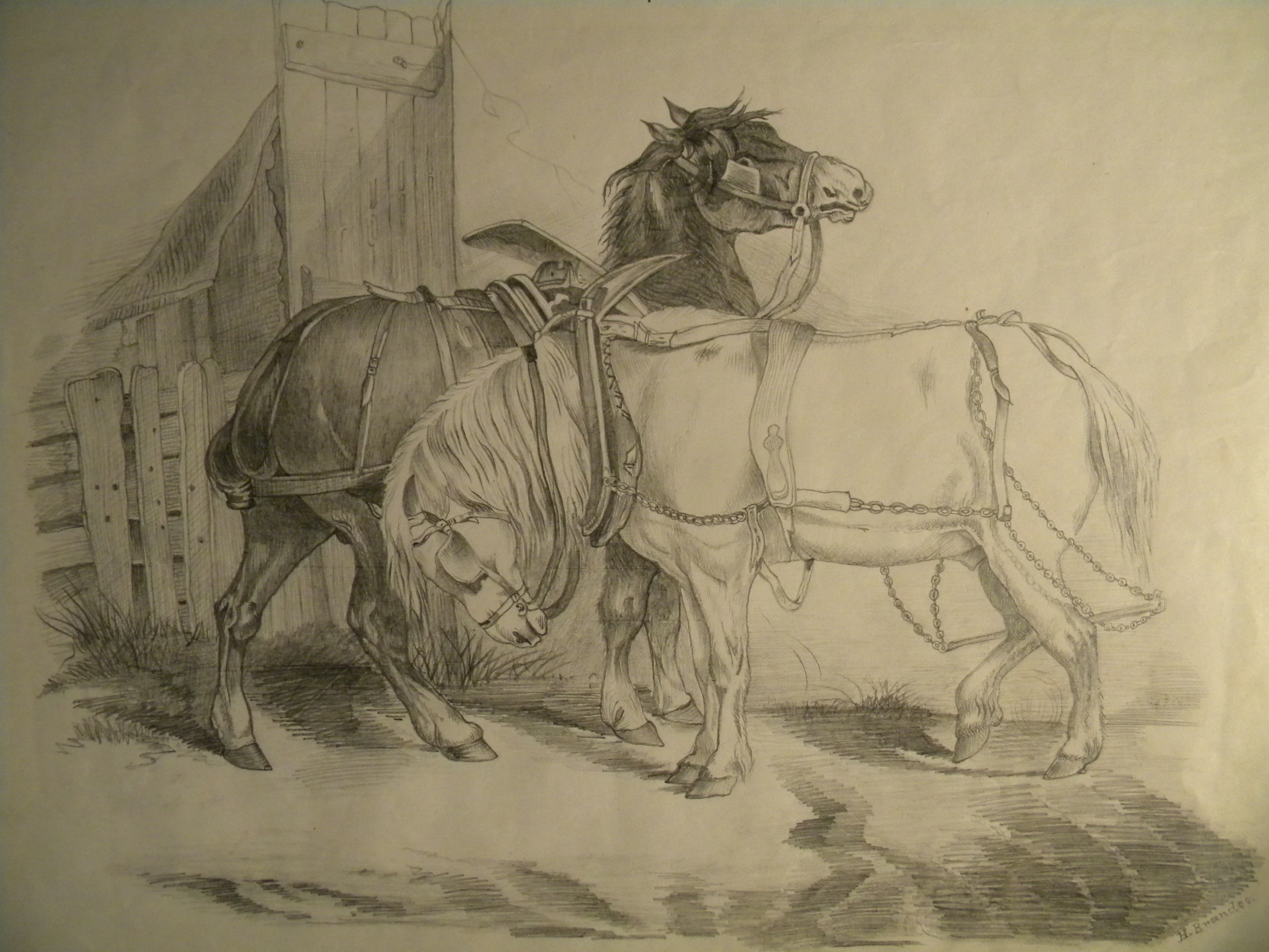 Bleistiftzeichnung: zwei Pferde mit Zaumzeug u. Kummet (Schloß Wernigerode GmbH RR-F)
