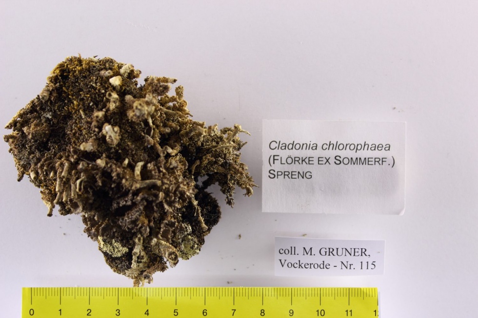 Chladonia chlorophaea (Museum für Naturkunde und Vorgeschichte Dessau CC BY-NC-SA)