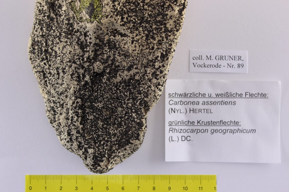 Carbonea assentiens (Museum für Naturkunde und Vorgeschichte Dessau CC BY-NC-SA)