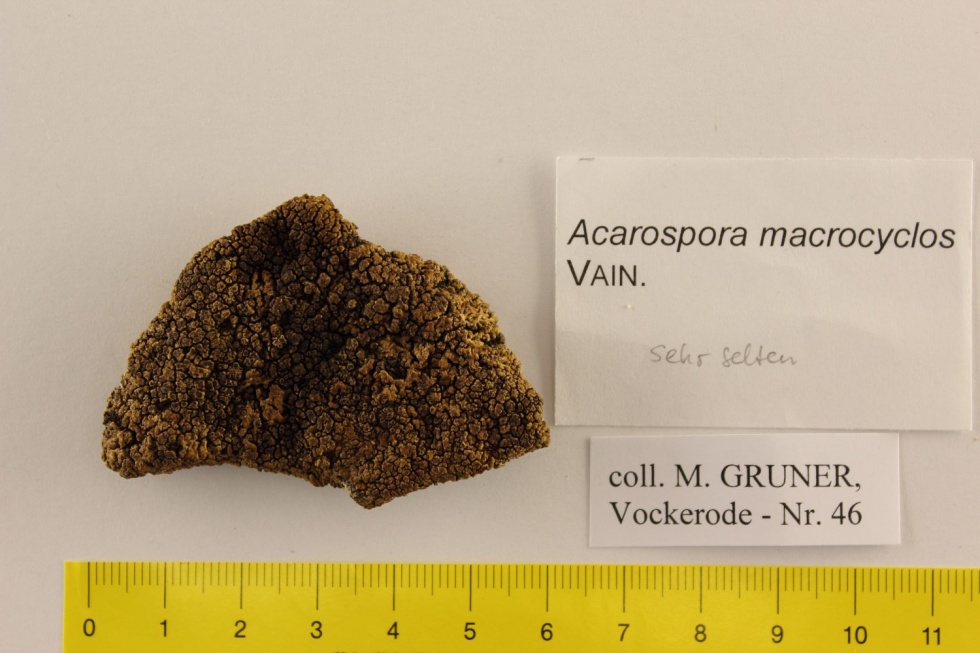 Acarospora macrocyclos VAIN. (Museum für Naturkunde und Vorgeschichte Dessau CC BY-NC-SA)