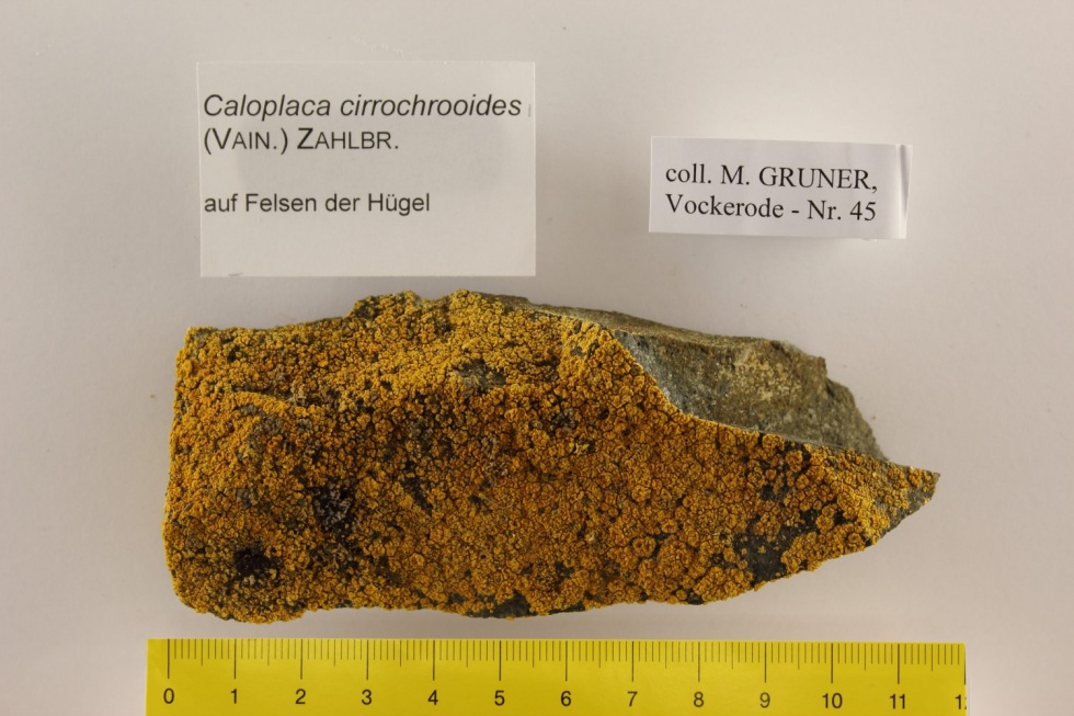 Caloplaca cirrochrooides (Museum für Naturkunde und Vorgeschichte Dessau CC BY-NC-SA)