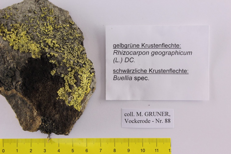 Rhizocarpon geographicum (Museum für Naturkunde und Vorgeschichte Dessau CC BY-NC-SA)