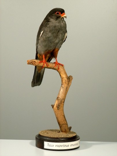 Amurfalke, Falco amurensis Radde, 1863 (ZNS Uni Halle: Zoologische Sammlung CC BY-NC-SA)