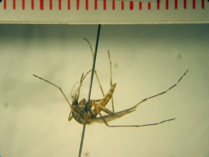 Aedes cantans lateral (Museum für Naturkunde und Vorgeschichte Dessau CC BY-NC-SA)