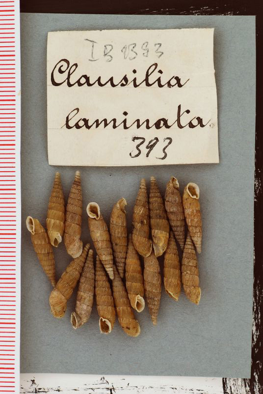 Clausilia laminata mit Etikett (Museum für Naturkunde und Vorgeschichte Dessau CC BY-NC-SA)