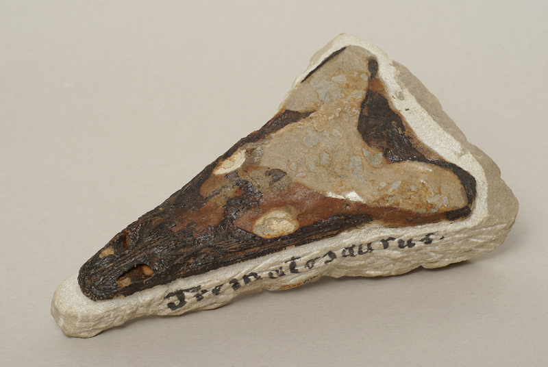 Schädeldach von Trematosaurus brauni aus dem Buntsandstein (Museum Schloss Bernburg CC BY-NC-SA)