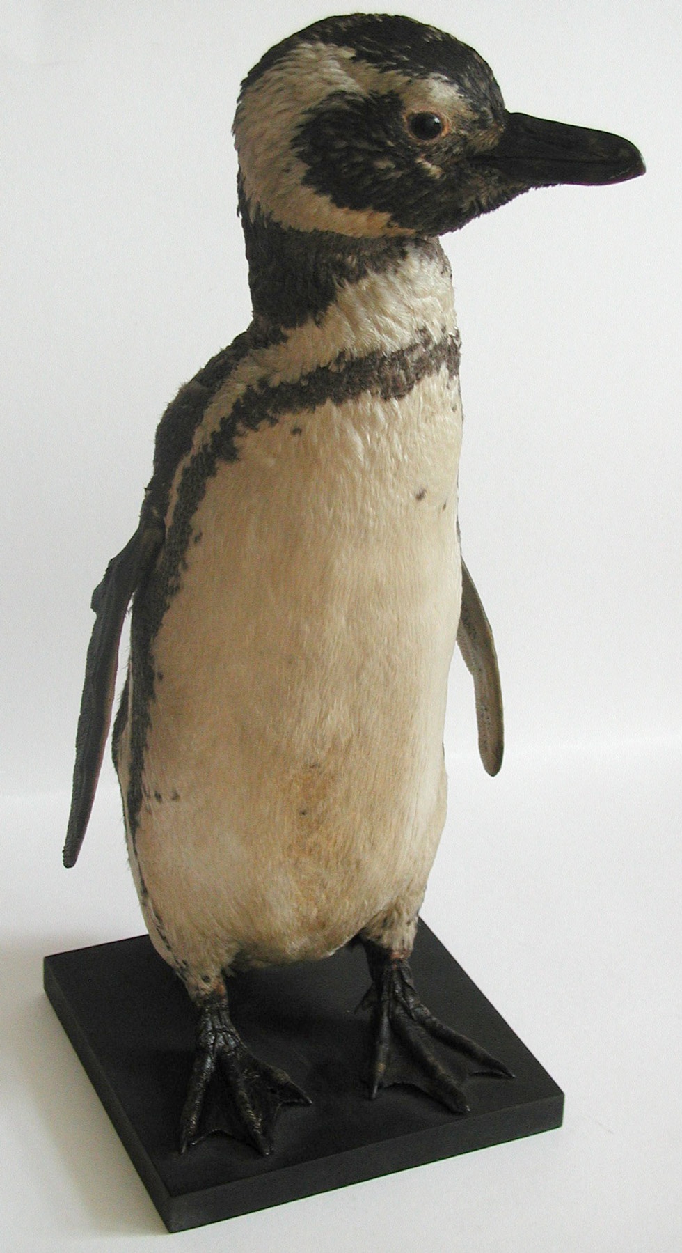 Magellan Pinguin (Museum Schloss Bernburg CC BY-NC-SA)