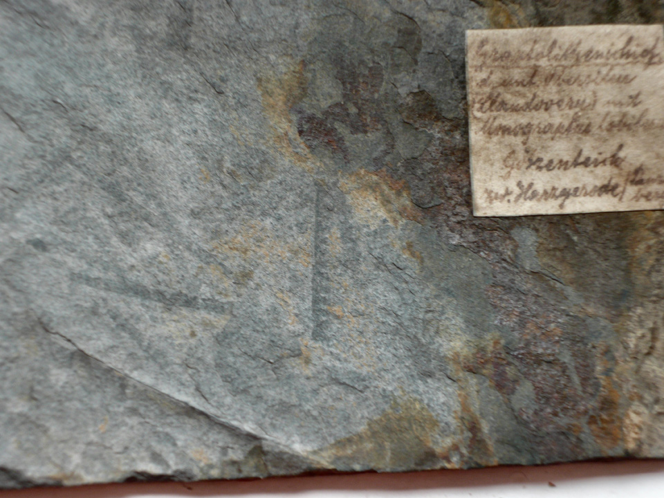 Graptolithenschiefer (Harzmuseum Wernigerode CC BY-NC-SA)