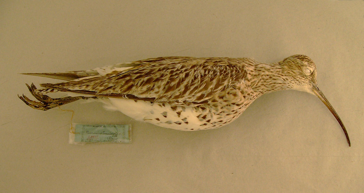 montierter Balg eines Dünnschnabel-Brachvogels (Museum Heineanum CC BY-NC-SA)