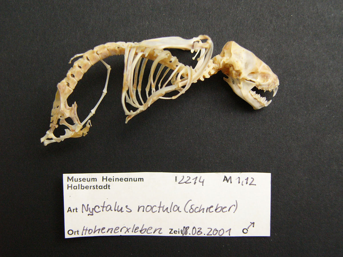 Skelett eines Großen Abendseglers (Museum Heineanum CC BY-NC-SA)
