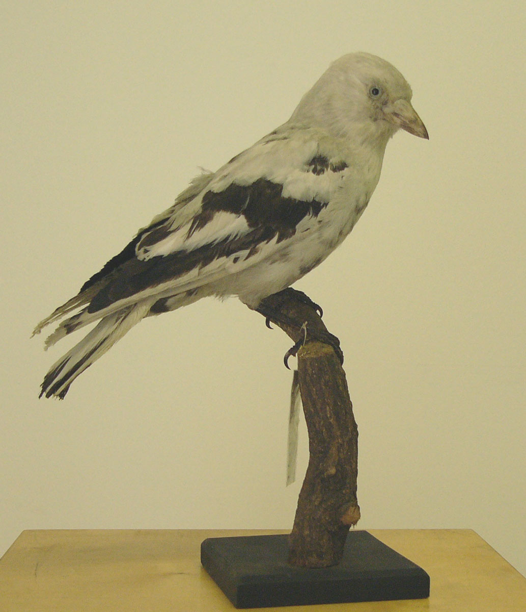Balg einer partiell albinotische Dohle (Museum Heineanum CC BY-NC-SA)