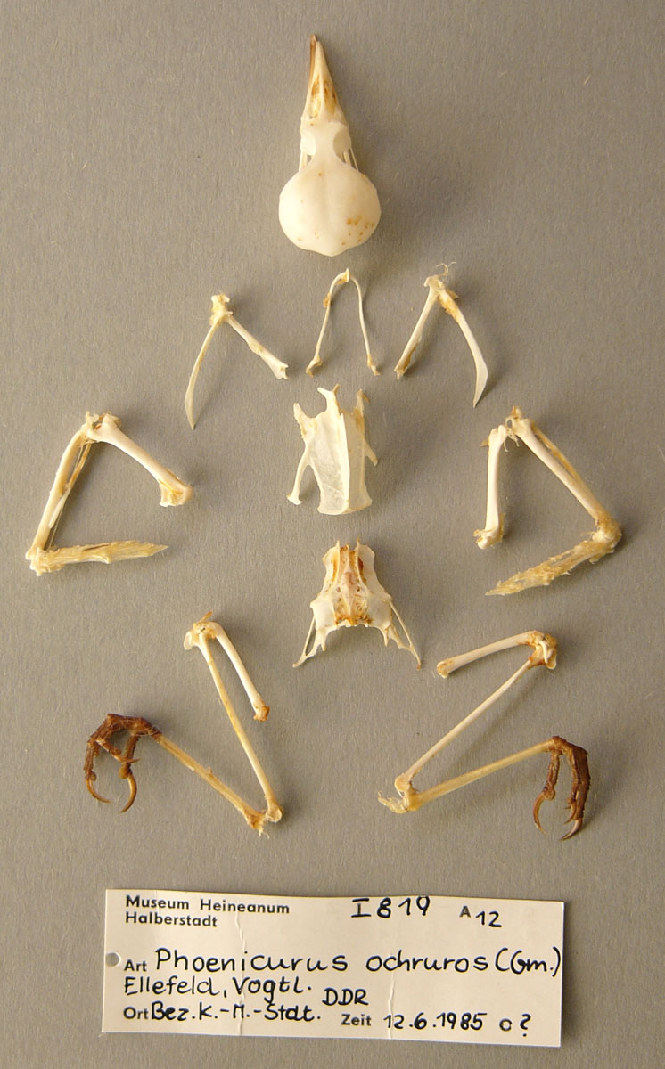 Skelett eines Hausrotschwanzes (Museum Heineanum CC BY-NC-SA)