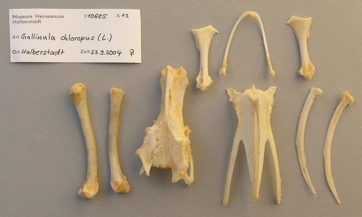 Skelett eines weiblichen Grünfüßigen Teichhuhns (auch: Teichralle) (Museum Heineanum CC BY-NC-SA)