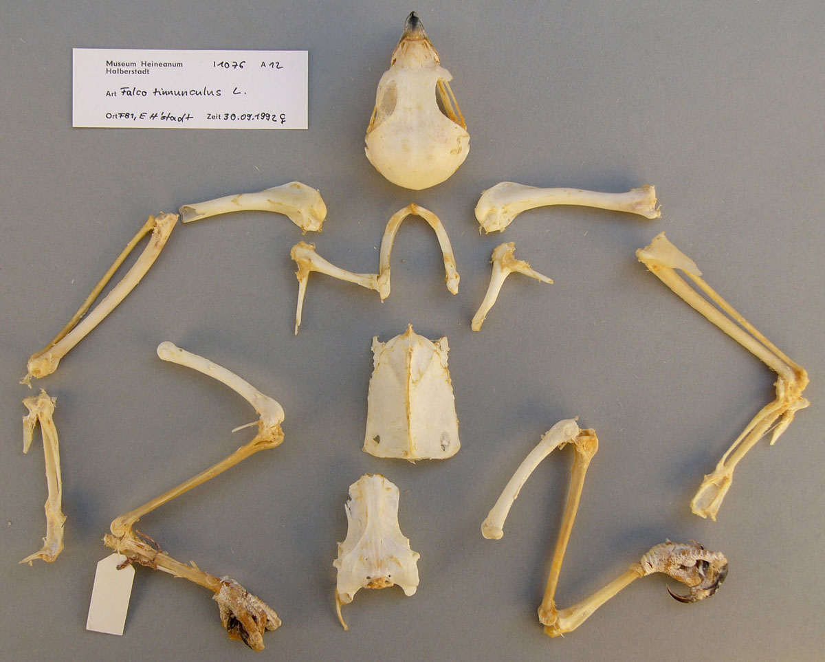 Skelett eines weiblichen Turmfalken (Museum Heineanum CC BY-NC-SA)