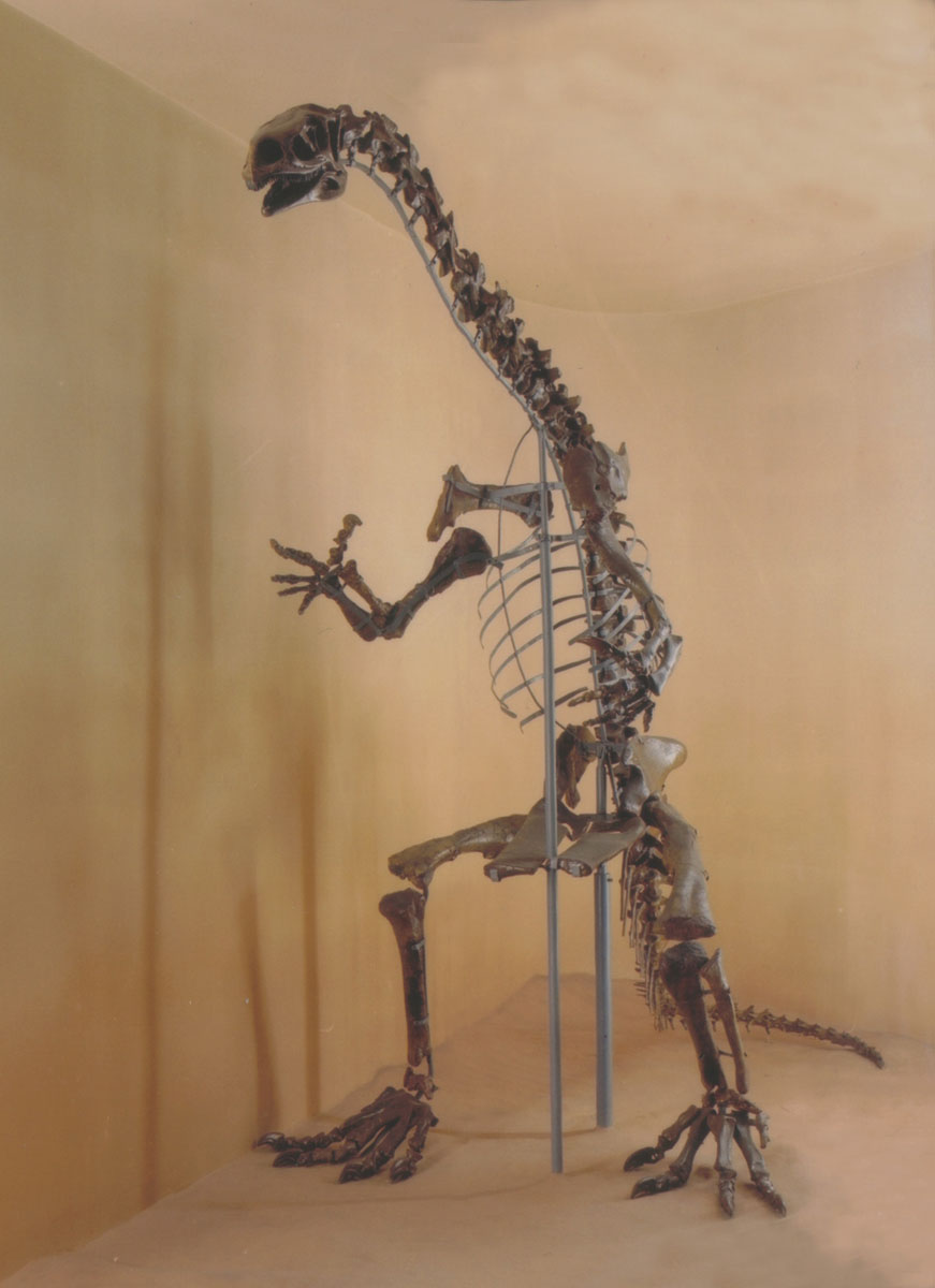 Skelett eines Plateosaurus quenstedti v. Huene (Museum Heineanum CC BY-NC-SA)