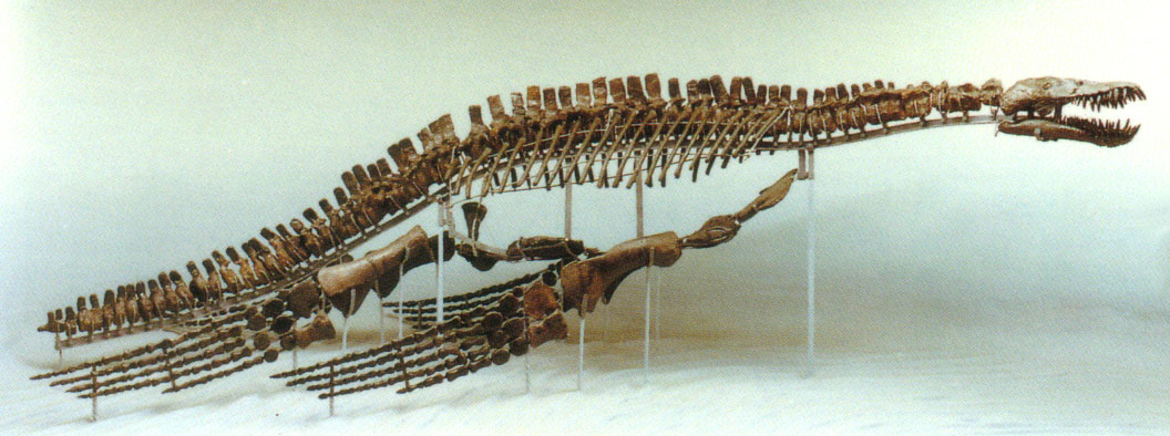 Skelett eines Eurycleidus arcuatus (Museum Heineanum CC BY-NC-SA)