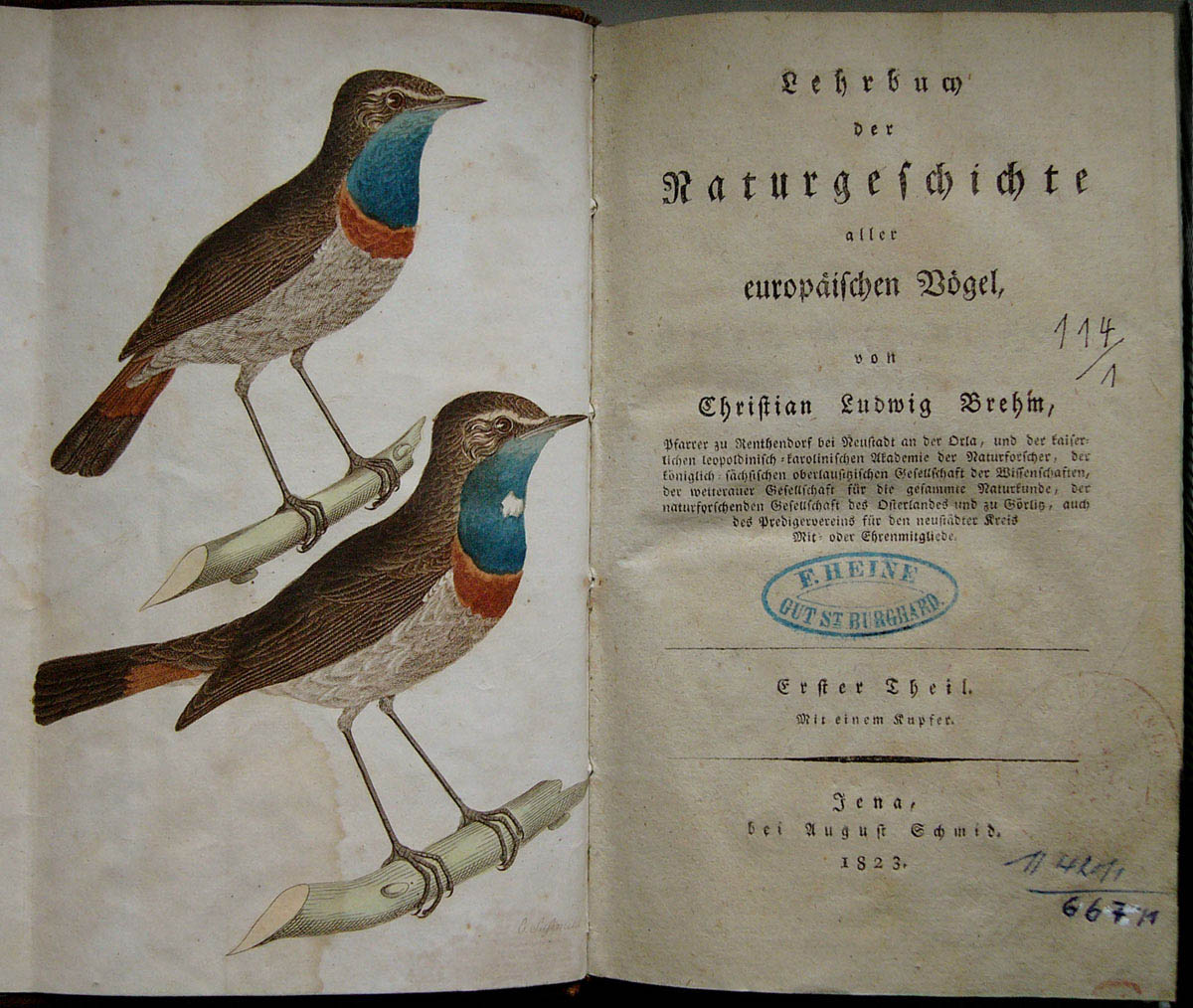 Christian Ludwig Brehms “Lehrbuch der Naturgeschichte aller europäischen Vögel“ (Museum Heineanum CC BY-NC-SA)