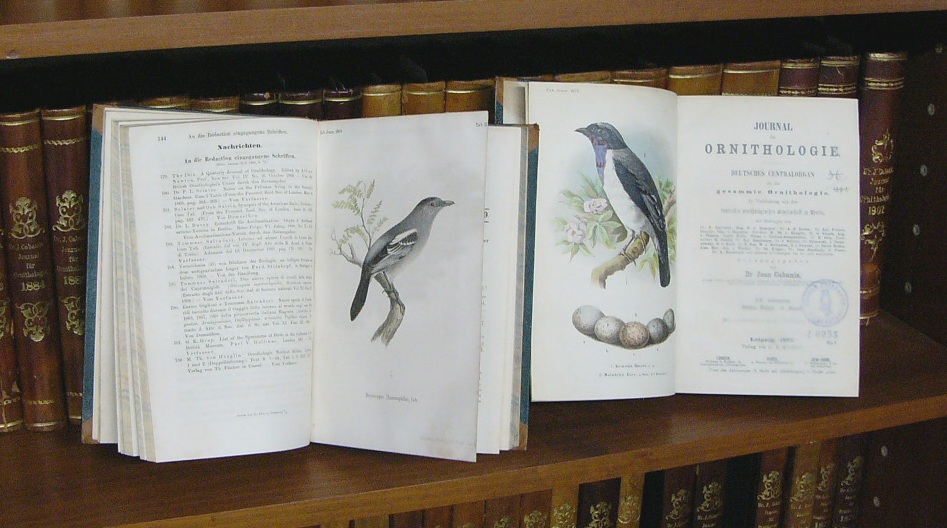 gebundene Jahresbände der "Zeitschrift für Ornithologie" (Museum Heineanum CC BY-NC-SA)