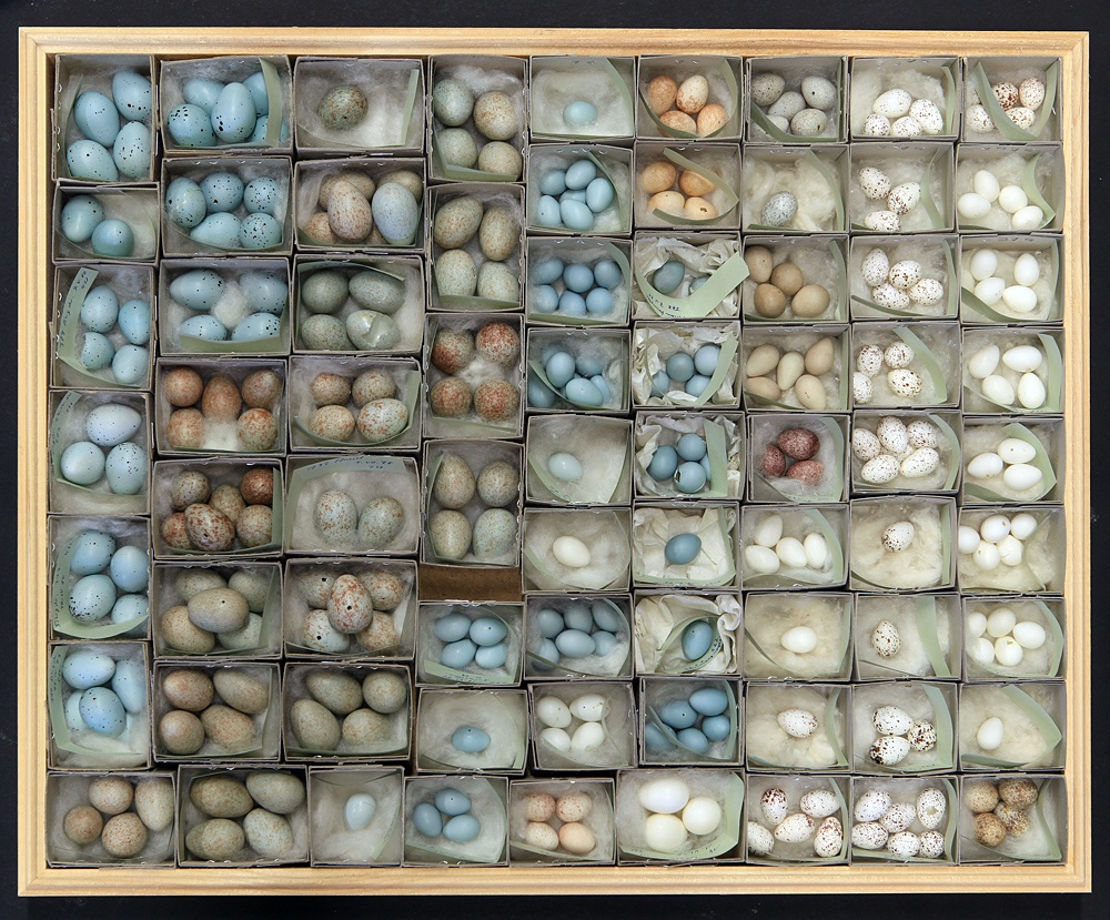Dürichen Eiersammlung 1 (Naumann-Museum Köthen CC BY-NC-SA)