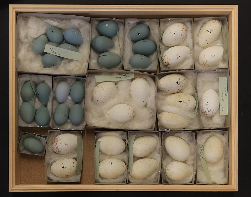 Dürichen Eiersammlung 2 (Naumann-Museum Köthen CC BY-NC-SA)