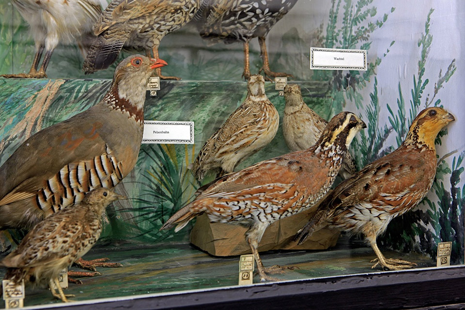 Hühnervögel (Naumann-Museum Köthen CC BY-NC-SA)