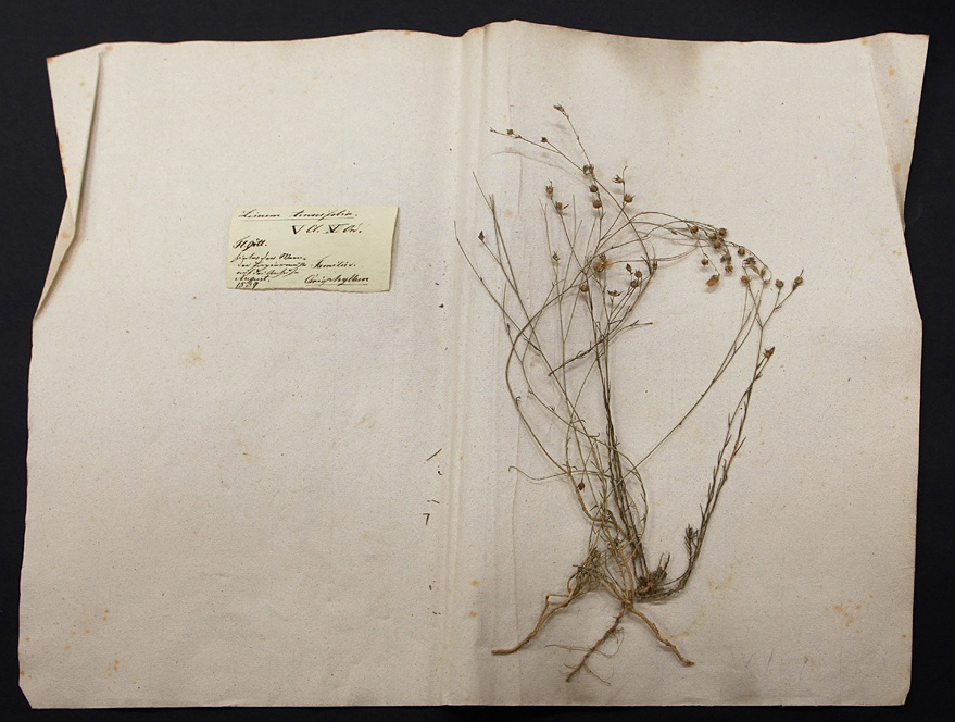 Linum tenuifolia (Naumann-Museum Köthen CC BY-NC-SA)