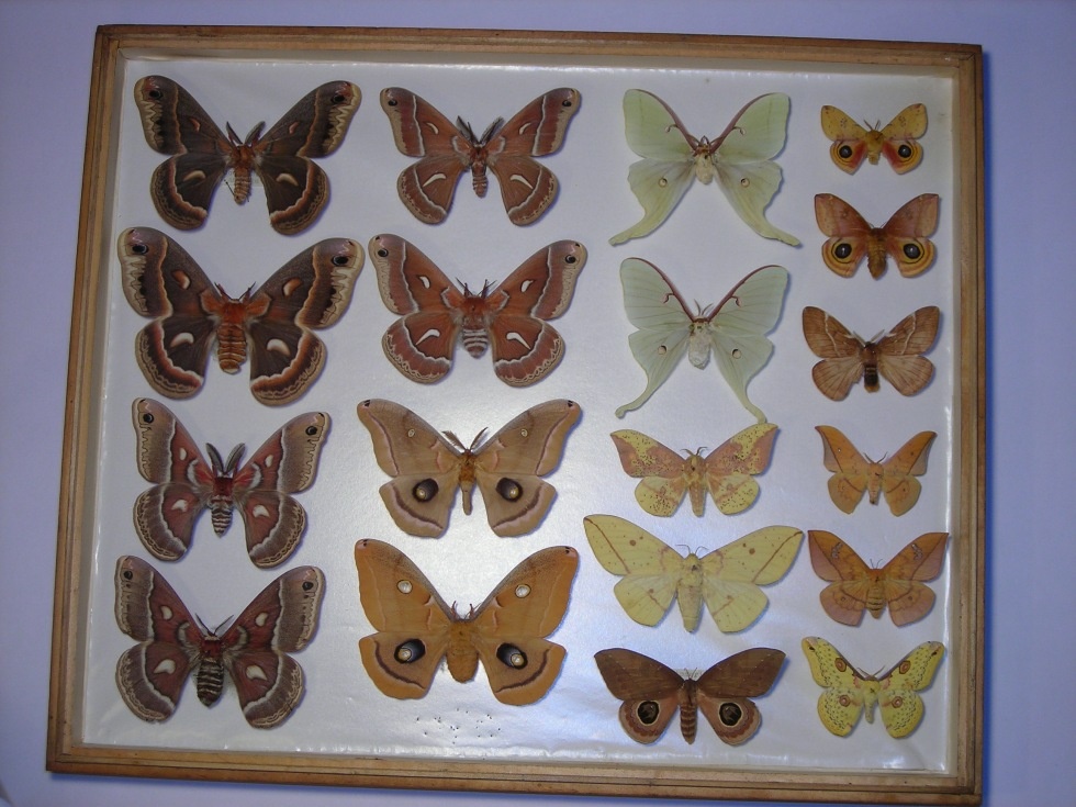 Kasten mit präparierten Schmetterlingen (Spengler-Museum Sangerhausen CC BY-NC-SA)