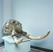 Schädel eines afrikanischen Elefanten (Loxodonta Afrikana) mit Stoßzähnen (Stiftung Schloß Friedenstein Gotha: Museum der Natur CC BY-NC-SA)