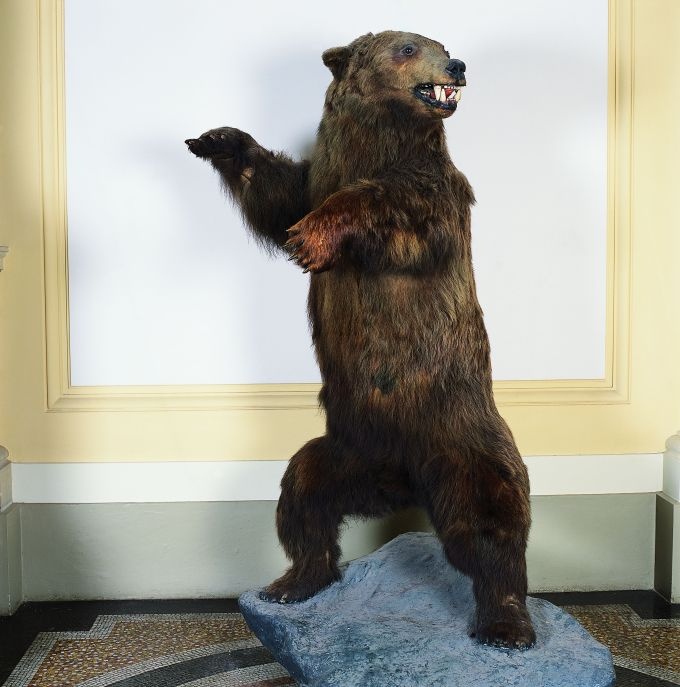 Grizzly (Ursus Arctos Horribilis) (Stiftung Schloß Friedenstein Gotha: Museum der Natur CC BY-NC-SA)