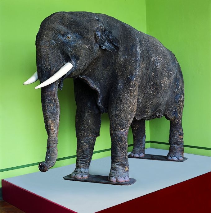 &quot;Miss Baba&quot;, Präparat einer Indischen Elefantenkuh (Stiftung Schloß Friedenstein Gotha: Museum der Natur CC BY-NC-SA)