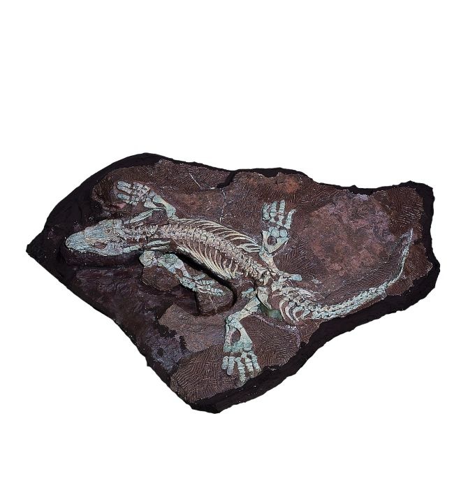 Orobates pabsti, Diadectide - Ursaurier, Skelett (Stiftung Schloß Friedenstein Gotha: Museum der Natur CC BY-NC-SA)