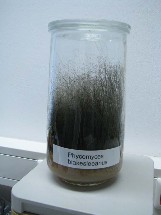 Phycomyces blakesleeanus (Lebende Schimmelpilzkultur) (Friedrich-Schiller-Universität: Sammlungen d. Naturwissenschaften u. -geschichte CC BY-NC-SA)