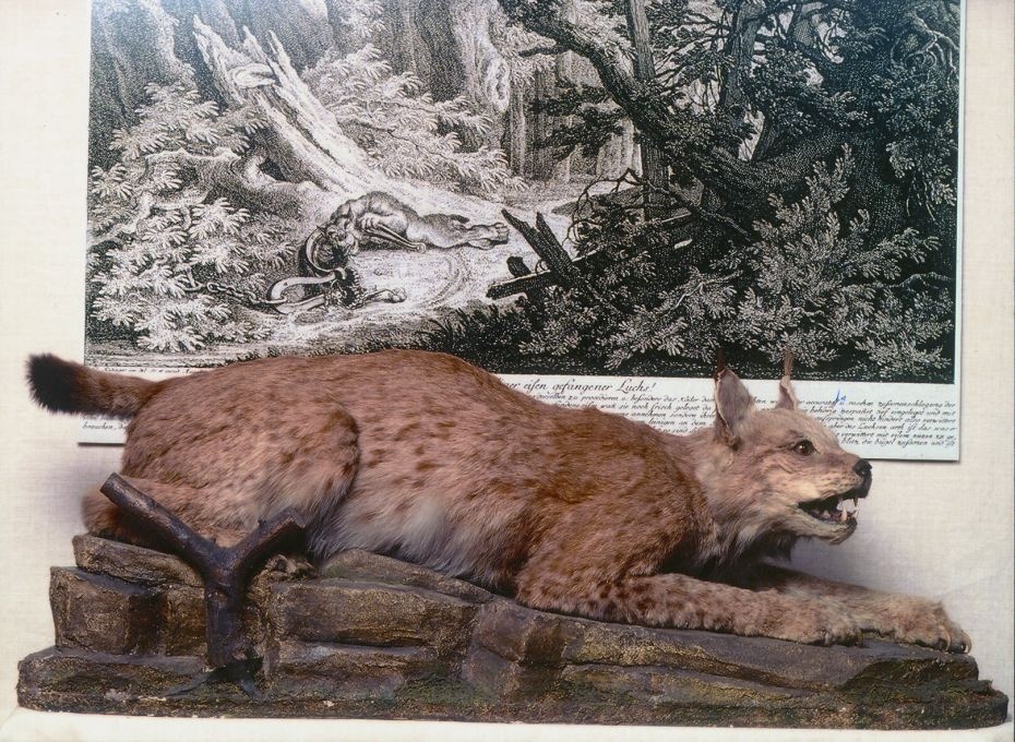 Luchs (Lynx lynx) (Stiftung Schloß Friedenstein Gotha: Museum der Natur CC BY-NC-SA)