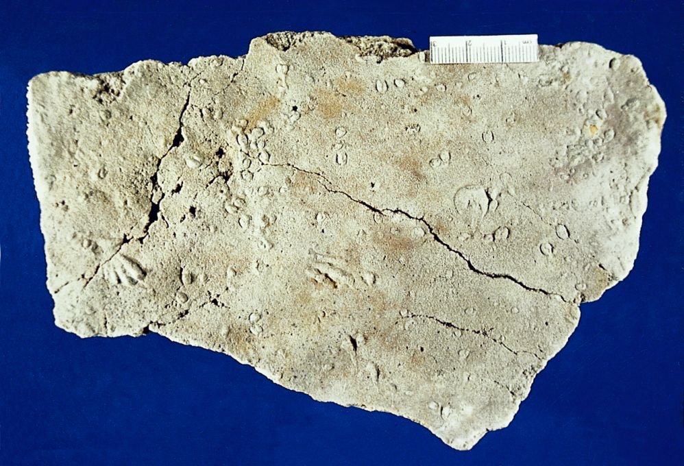 Buntsandstein-Platte mit Tier-Fossilien (Thüringer Landesmuseum Heidecksburg CC BY-NC-SA)