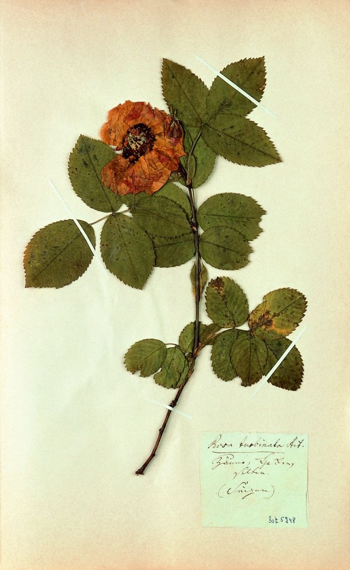 Frankfurter Rose (Herbarbeleg) (Thüringer Landesmuseum Heidecksburg CC BY-NC-SA)