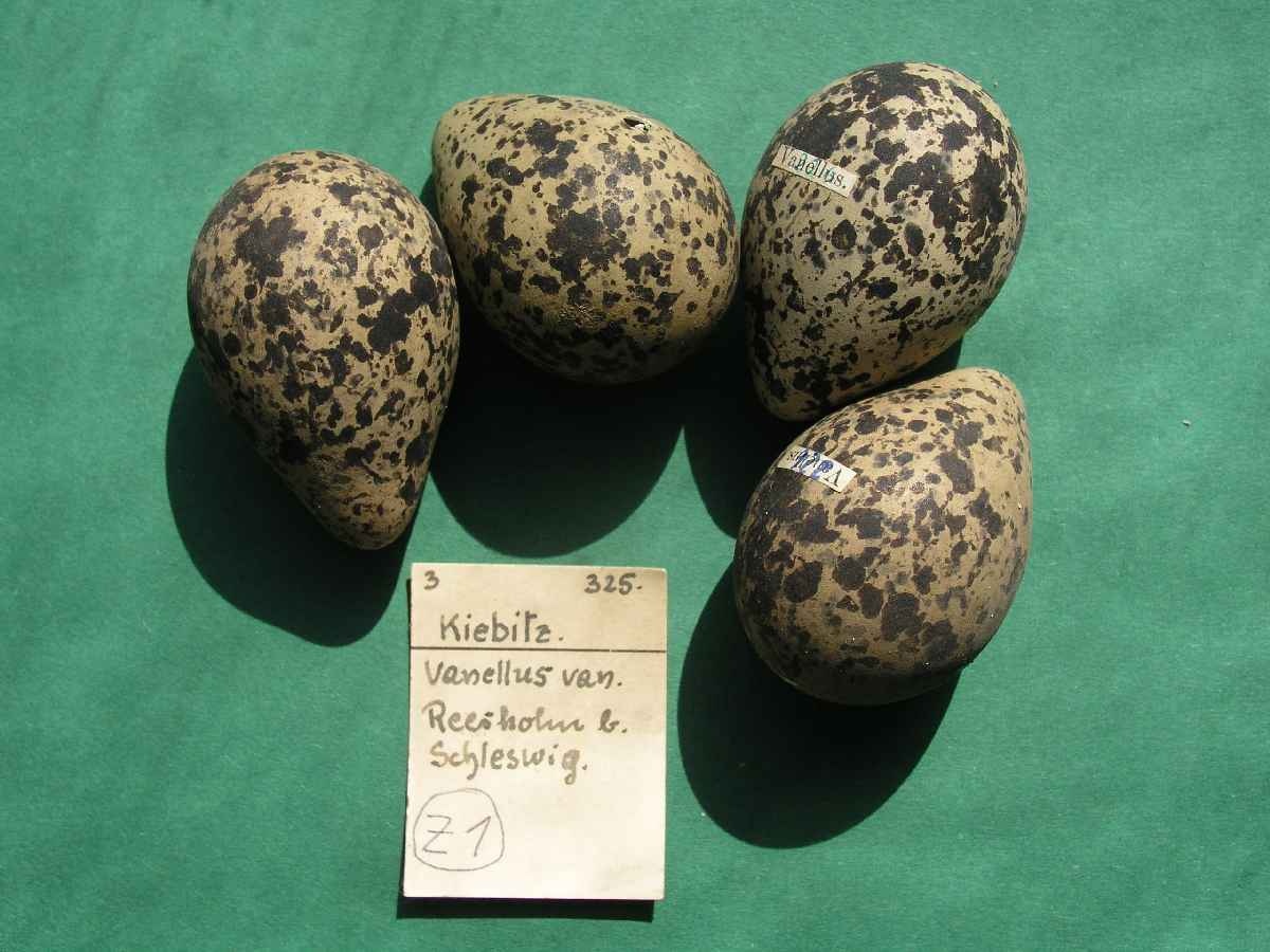 Eier vom Kiebitz (Vanellus vanella) (Naturhistorisches Museum Schloss Bertholdsburg Schleusingen CC BY-NC-SA)