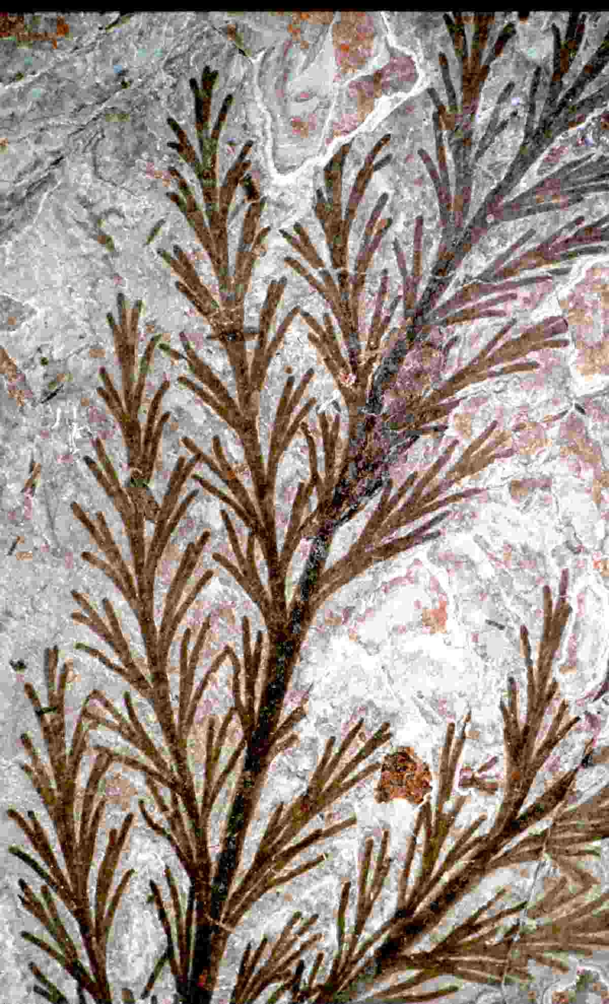 Farnsamer-Wedel (Dichophyllum flabellifera) (Naturhistorisches Museum Schloss Bertholdsburg Schleusingen CC BY-NC-SA)