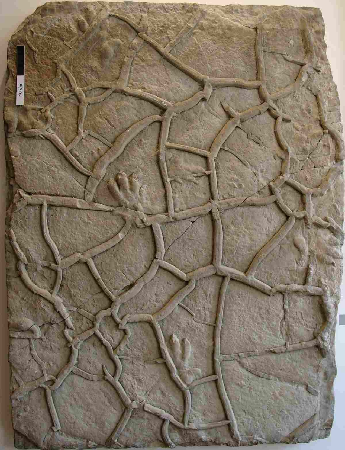 Handtier-Fährtenplatte (Chirotherium barthii) (Naturhistorisches Museum Schloss Bertholdsburg Schleusingen CC BY-NC-SA)