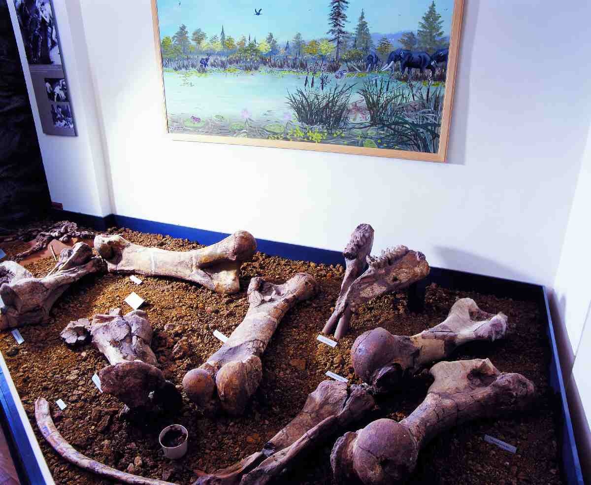 Skelettfund eines Elefanten (Mammut borsoni) (Naturhistorisches Museum Schloss Bertholdsburg Schleusingen CC BY-NC-SA)