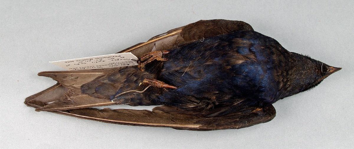 Purpurschwalbe (Progne subis subis) (Friedrich-Schiller-Universität: Phyletisches Museum CC BY-NC-SA)