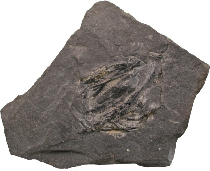 Kupferschiefer (Zechsteinfossil) (Werratalmuseum Gerstungen CC BY-NC-SA)