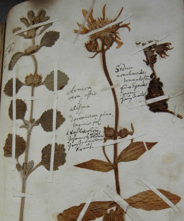Herbarium Johann Friedrich Glaser (Friedrich-Schiller-Universität: Sammlungen d. Naturwissenschaften u. -geschichte CC BY-NC-SA)