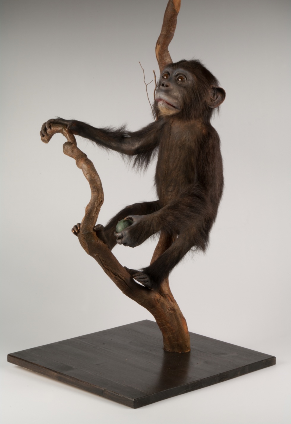 Schimpanse (Thüringer Landesmuseum Heidecksburg CC BY-NC-SA)